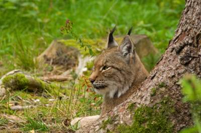 Wildpark Assling