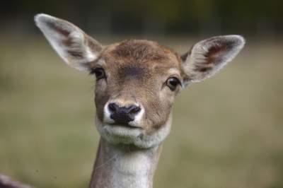Wildpark Aurach